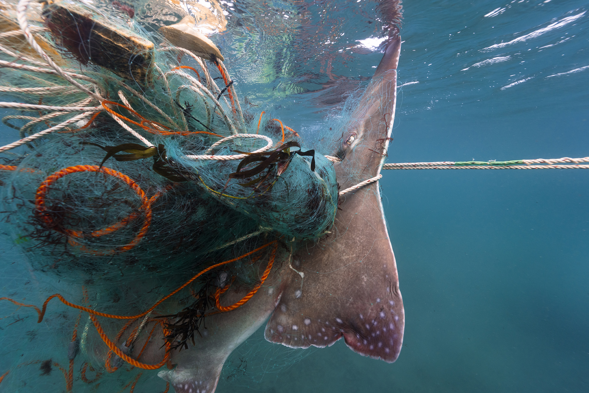 A bycatch shark tangled in a gill net off Jangamo Bay