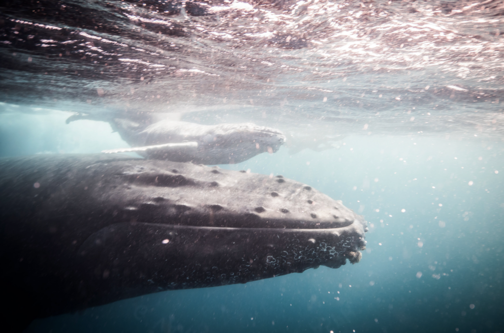 Photo from a Love The Oceans expedition