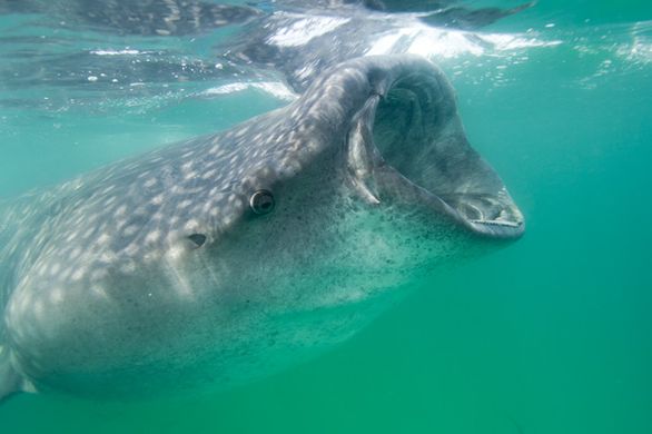 http---www.elasmodiver.com-Sharkiveimages-WhaleShark215